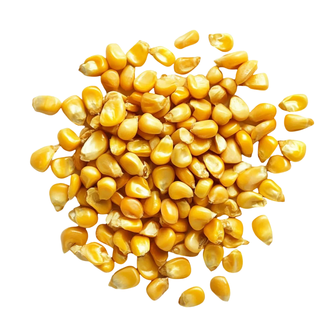 Maize (Corn)
