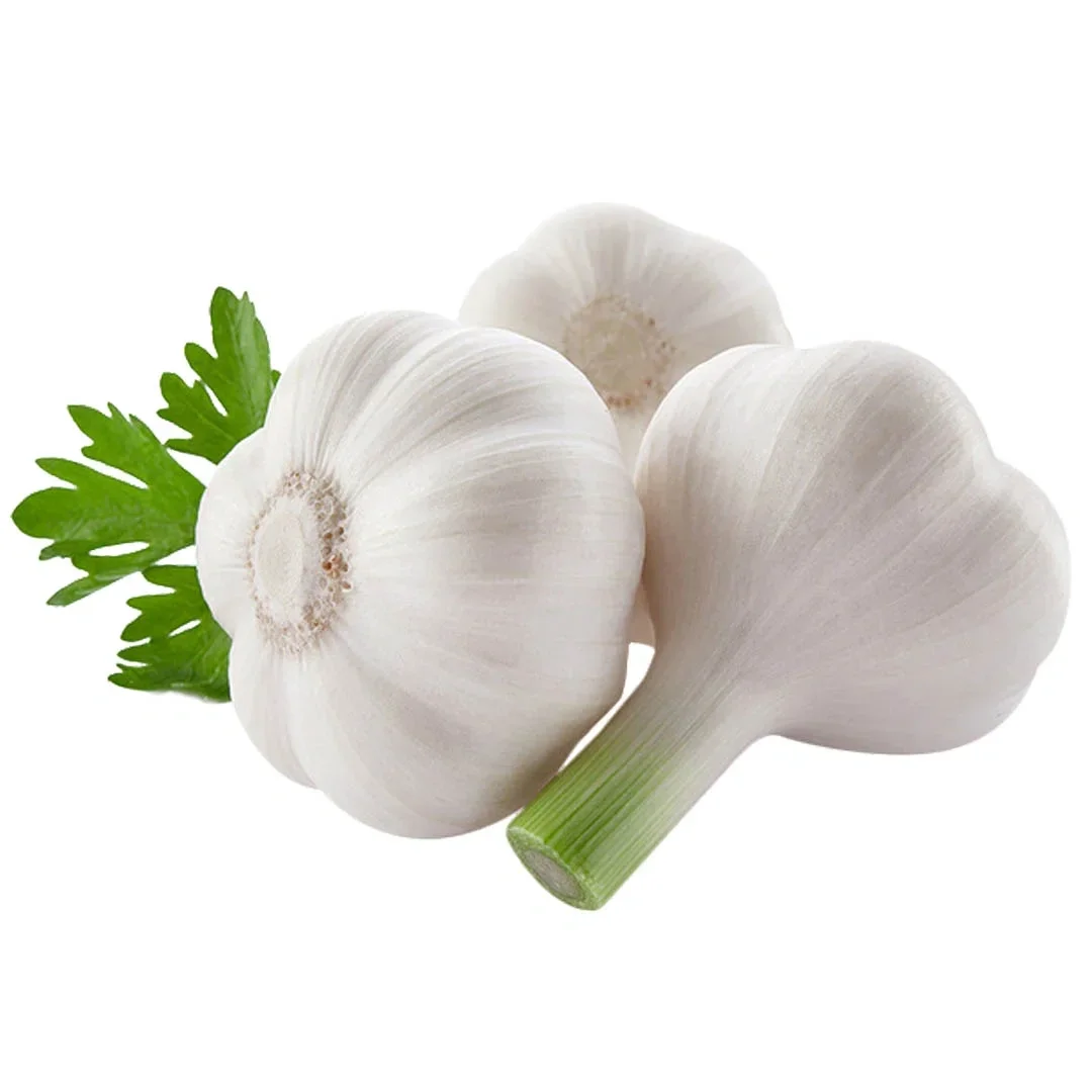 Garlic